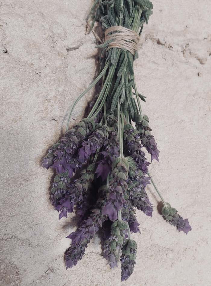 Lavender in Casa Flor de Sol