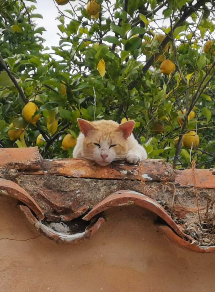 Garden in Casa Flor de Sol
