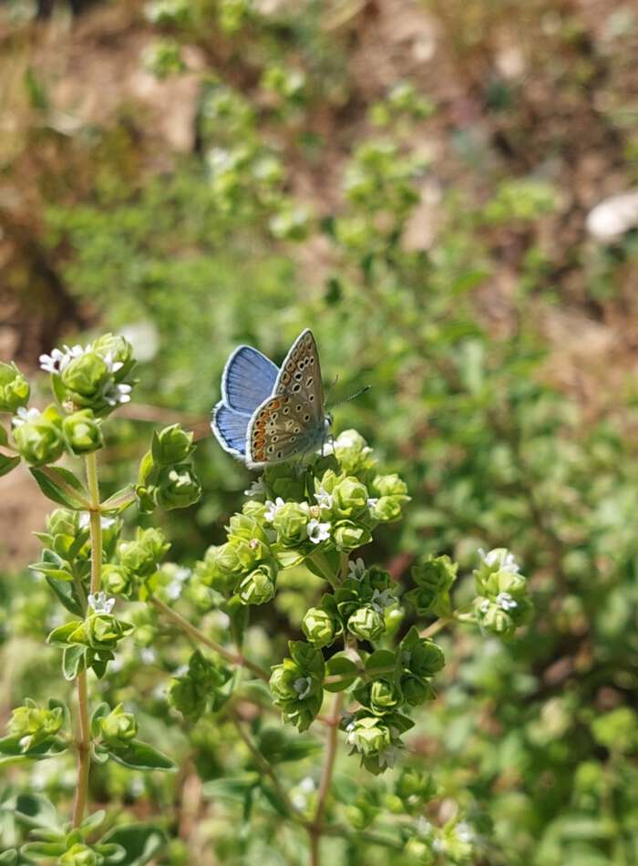 Garden in Casa Flor de Sol